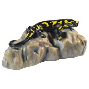 Salamander on stone