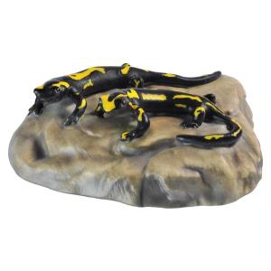 Two salamander on stone