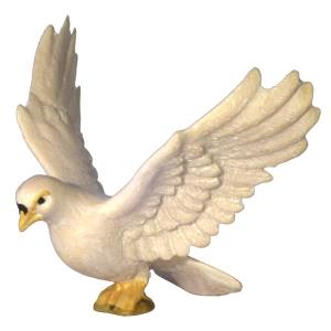Pigeon - open wings