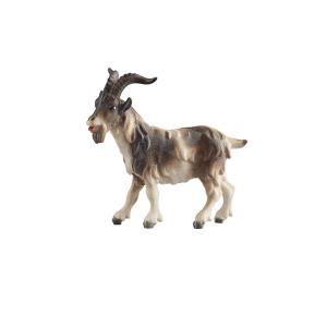 HE Billy goat