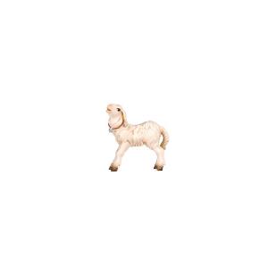 HE Agnello in piedi