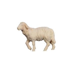 ZI Sheep standing head up