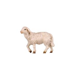 RA Sheep standing head up