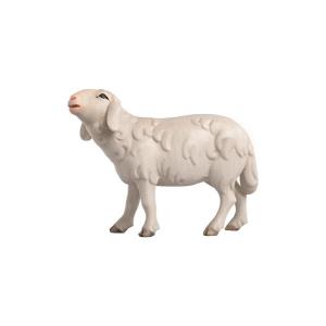 LI Sheep running