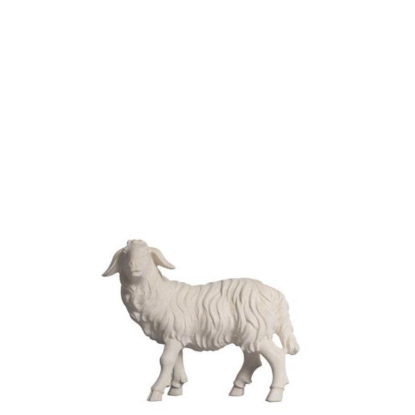 RA Schaf stehend linksschauend - natur