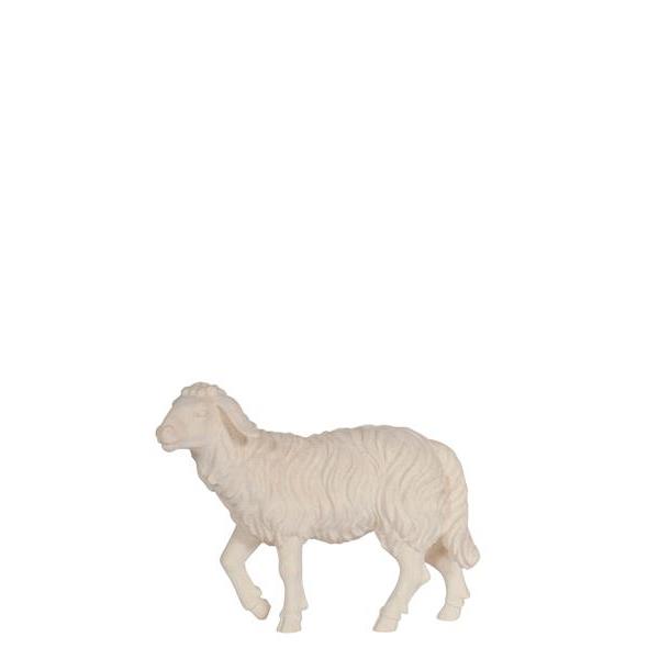 HE Sheep standing head up - natural