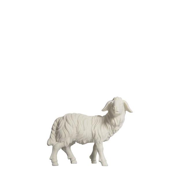 HE Sheep standing looking right - natural