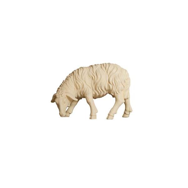 ZI Sheep grazing looking left - natural