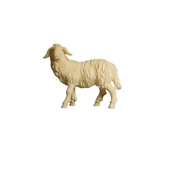 ZI Sheep standing looking left - natural