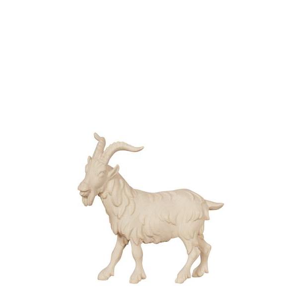 MA Billy goat - natural