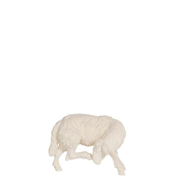 MA Sheep scratching - natural
