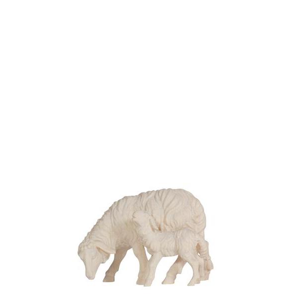 KO Sheep grazing with lamb - natural