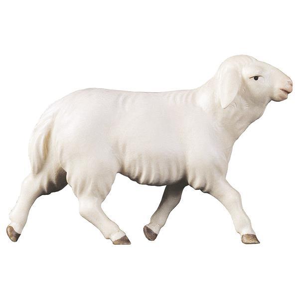 CO Running sheep - color