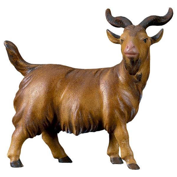 CO He-Goat - color