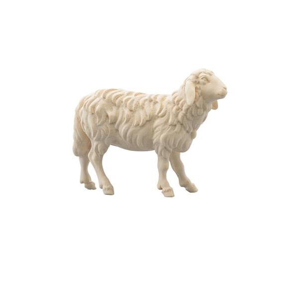 IN Sheep looking forward - natural