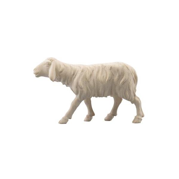 IN Sheep running - natural