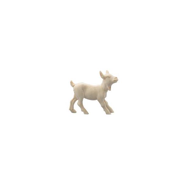 IN Young goat - natural