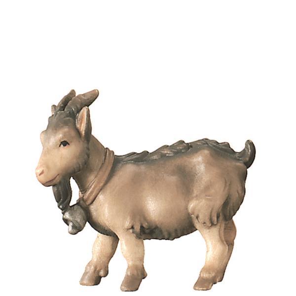 Dwarf goat - natural