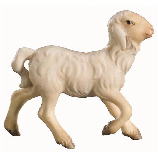 Lamb moving - natural
